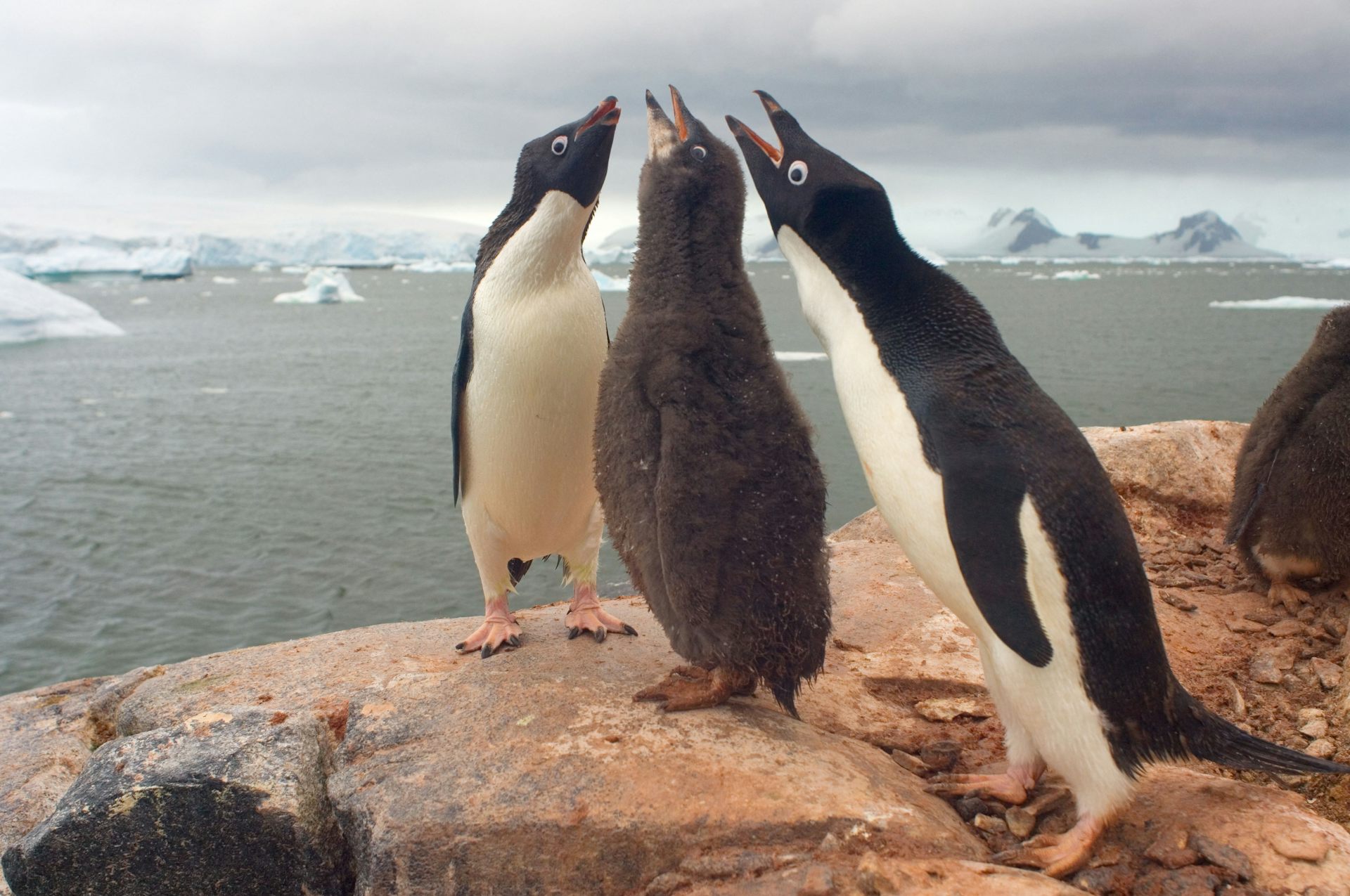 penguin chick begs for food
