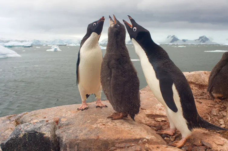 penguin chick begs for food