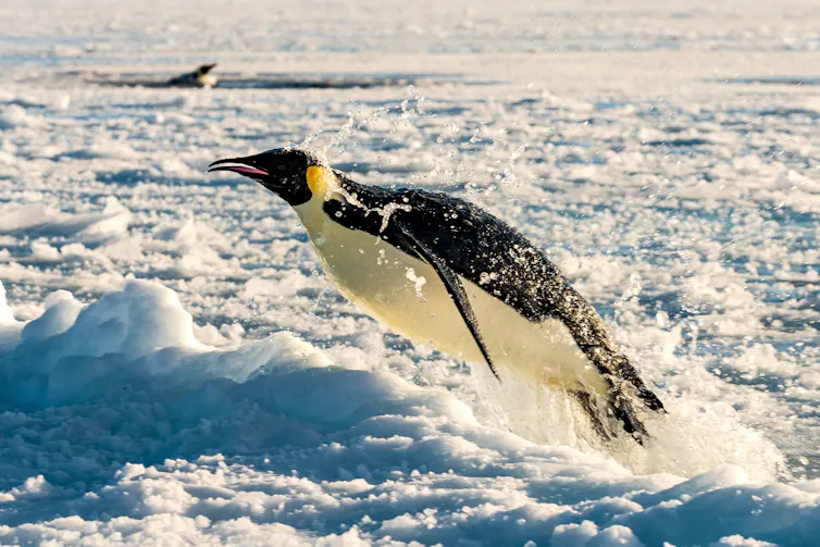 Penguin leaping out of water and onto sea ice