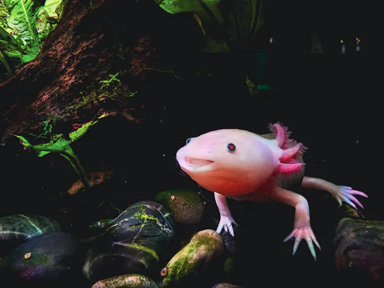 Axolotl perched atop some rocks, mouth open like it's smiling at something off-view