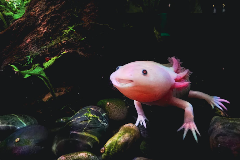 Axolotl perched atop some rocks, mouth open like it's smiling at something off-view