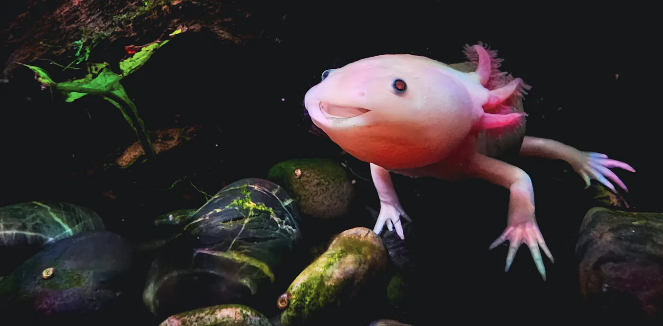 Why can’t people regenerate limbs like salamanders? Why can’t people regenerate limbs like salamanders?