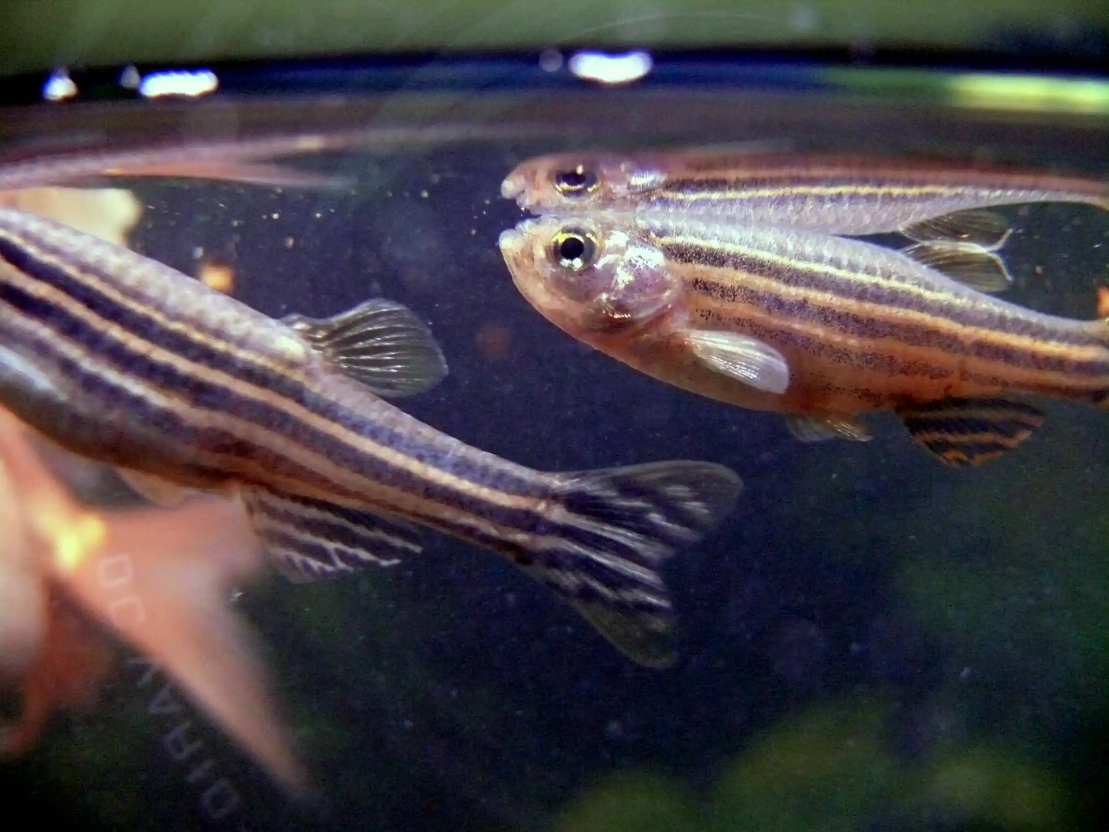 Close-up of thin striped fish near the surface of a tank of water