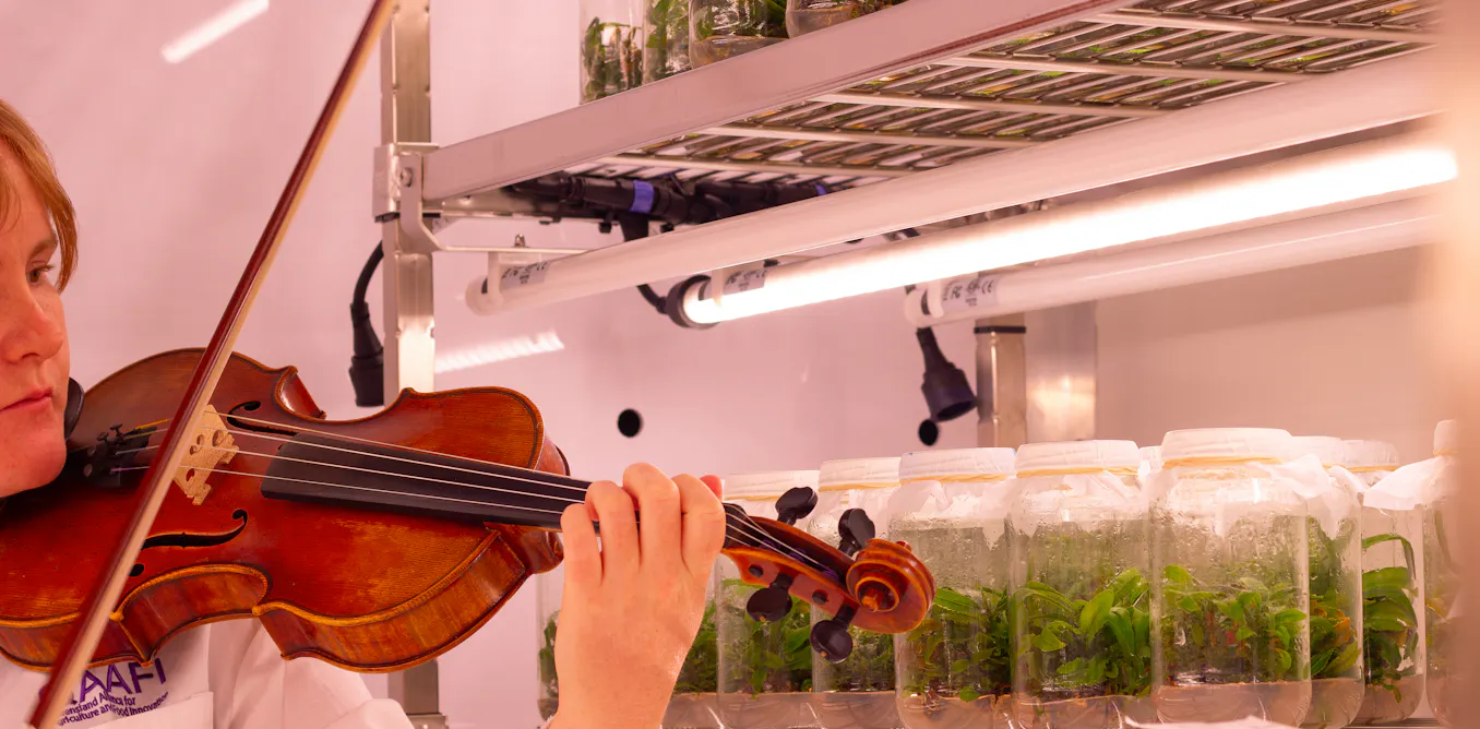 Curious Kids: does music affect how plants grow? Curious Kids: does music affect how plants grow?