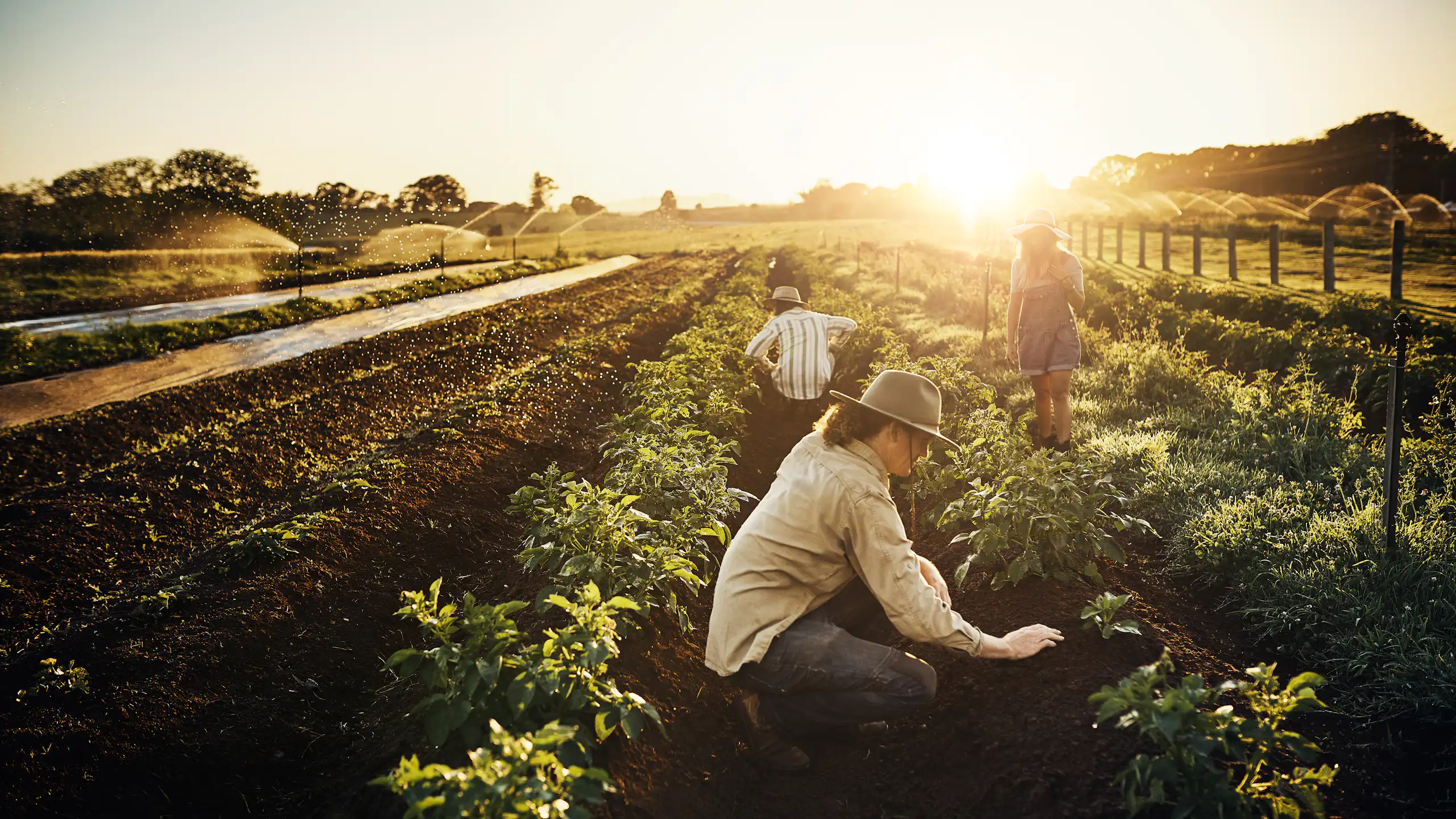 Shot of a group of workers tending to their crop of herbs on a farm