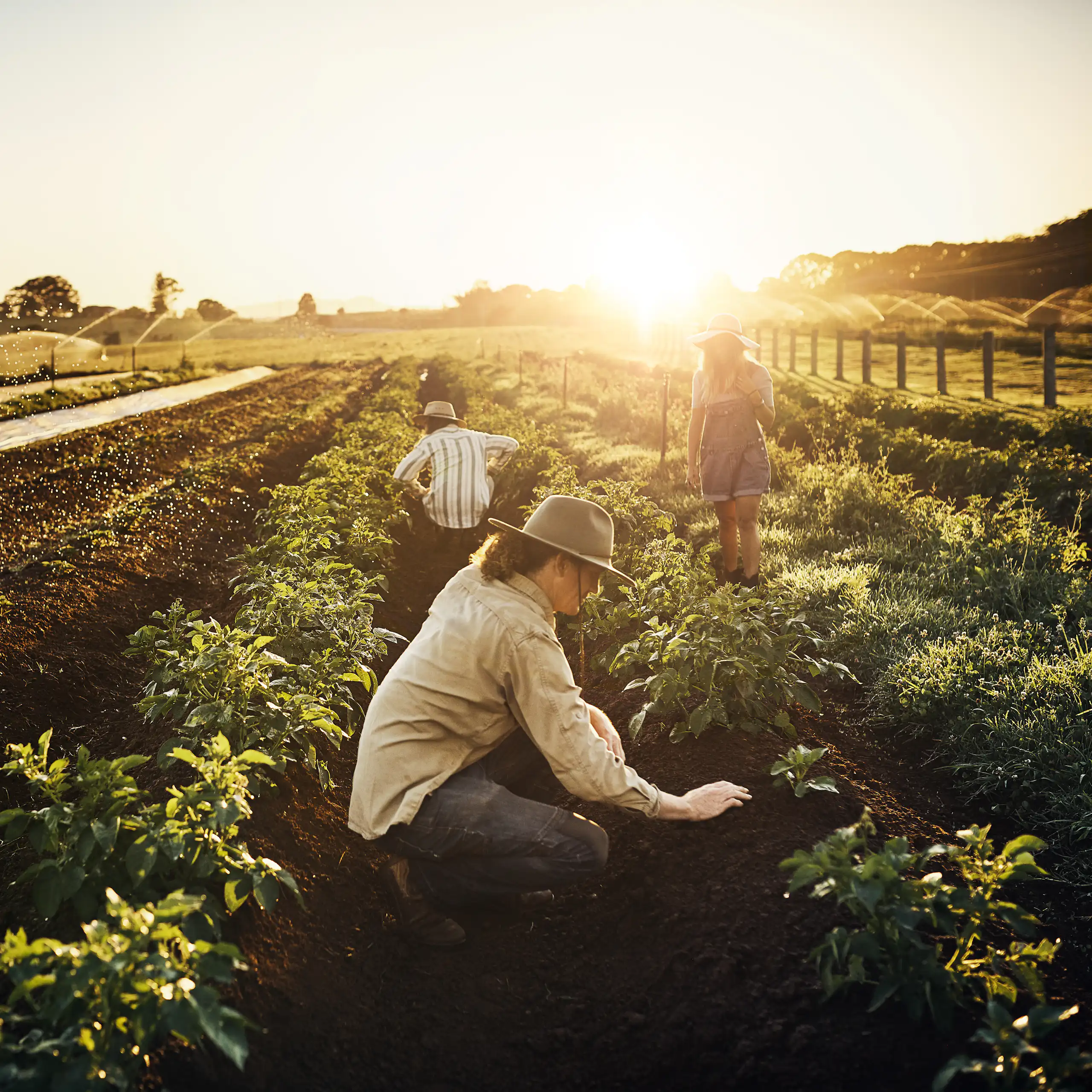 Shot of a group of workers tending to their crop of herbs on a farm