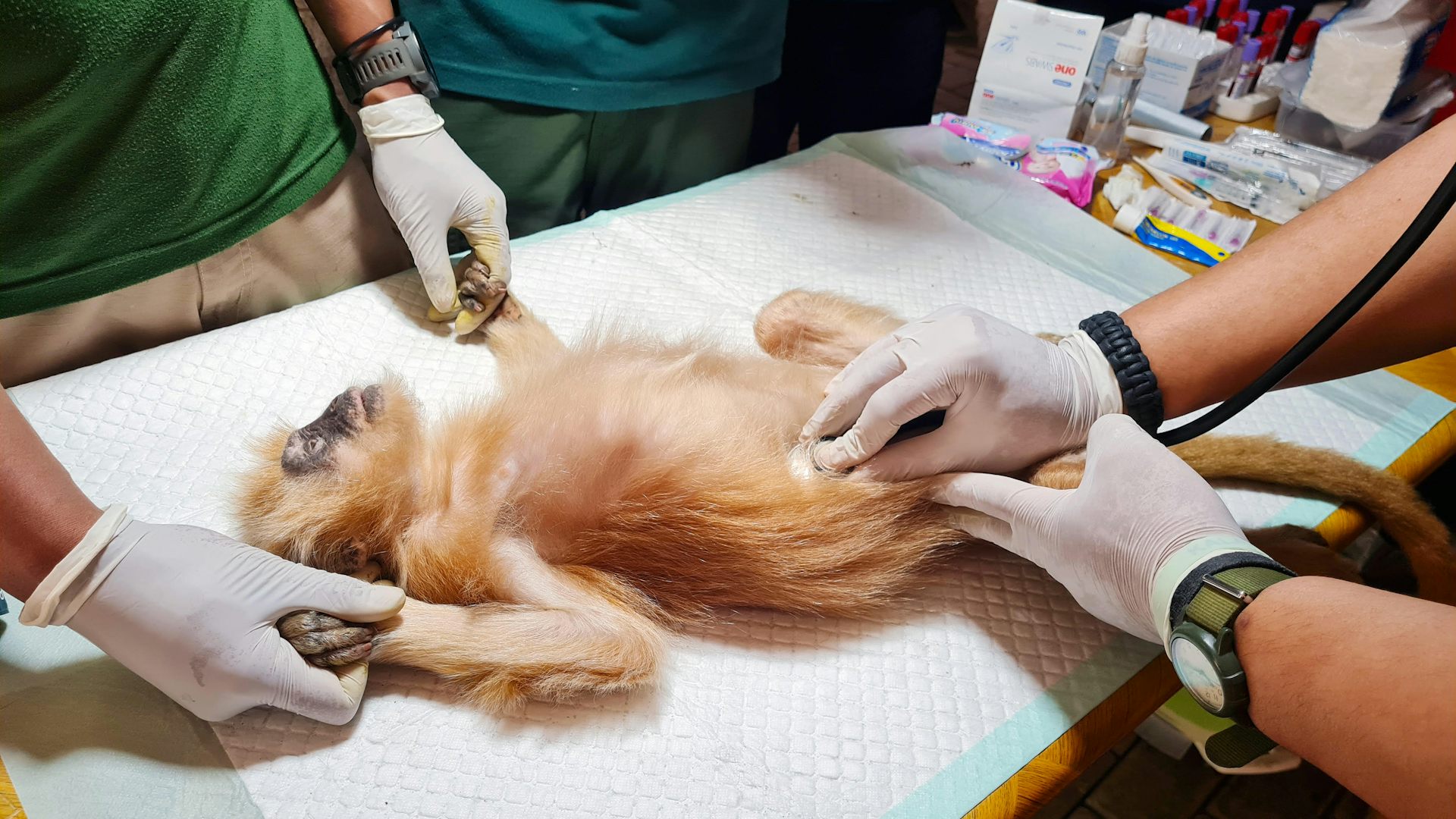 foto lutung jawa terinfeksi hepatitis b akibat perdagangan satwa