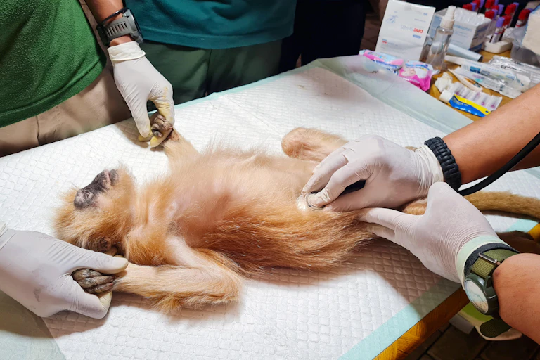 foto lutung jawa terinfeksi hepatitis b akibat perdagangan satwa