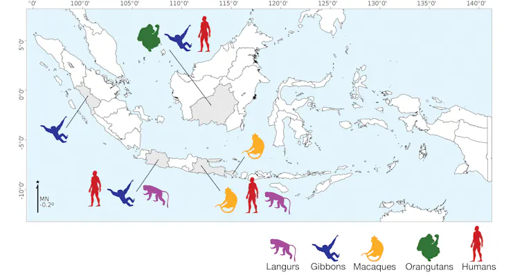 peta sebaran hepatitis b pada lutung jawa owa primata indonesia