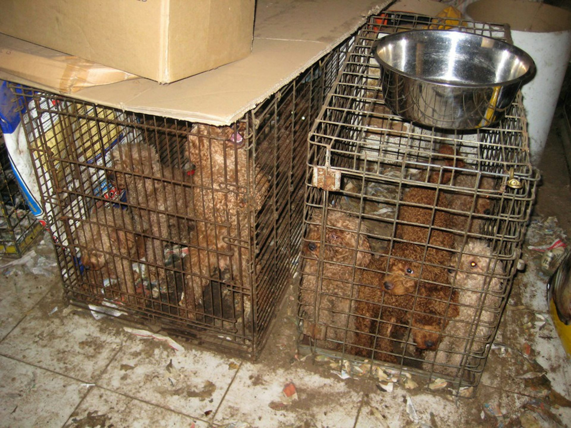 rspca lost dogs home