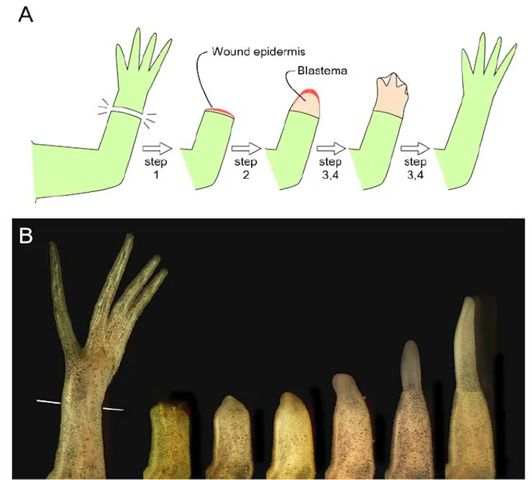 Diagram and time lapse of amputated salamander hand forming a blastema and regenerating over a series of stages
