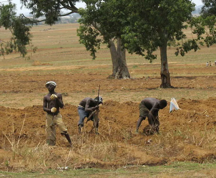 Three African men in a dusty field, farming.
