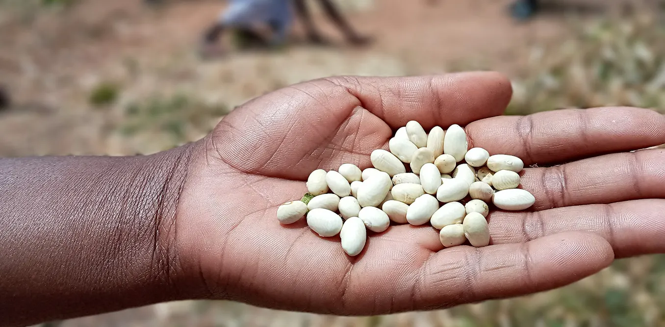 Super El Niño could hit southern Africa’s bean harvests hard: how to protect farmers Super El Niño could hit southern Africa’s bean harvests hard: how to protect farmers