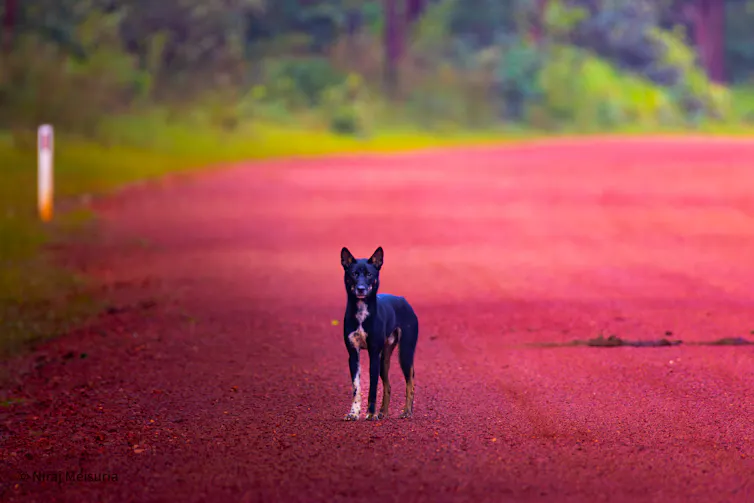 A black and tan dingo stands still on a red dirt road.