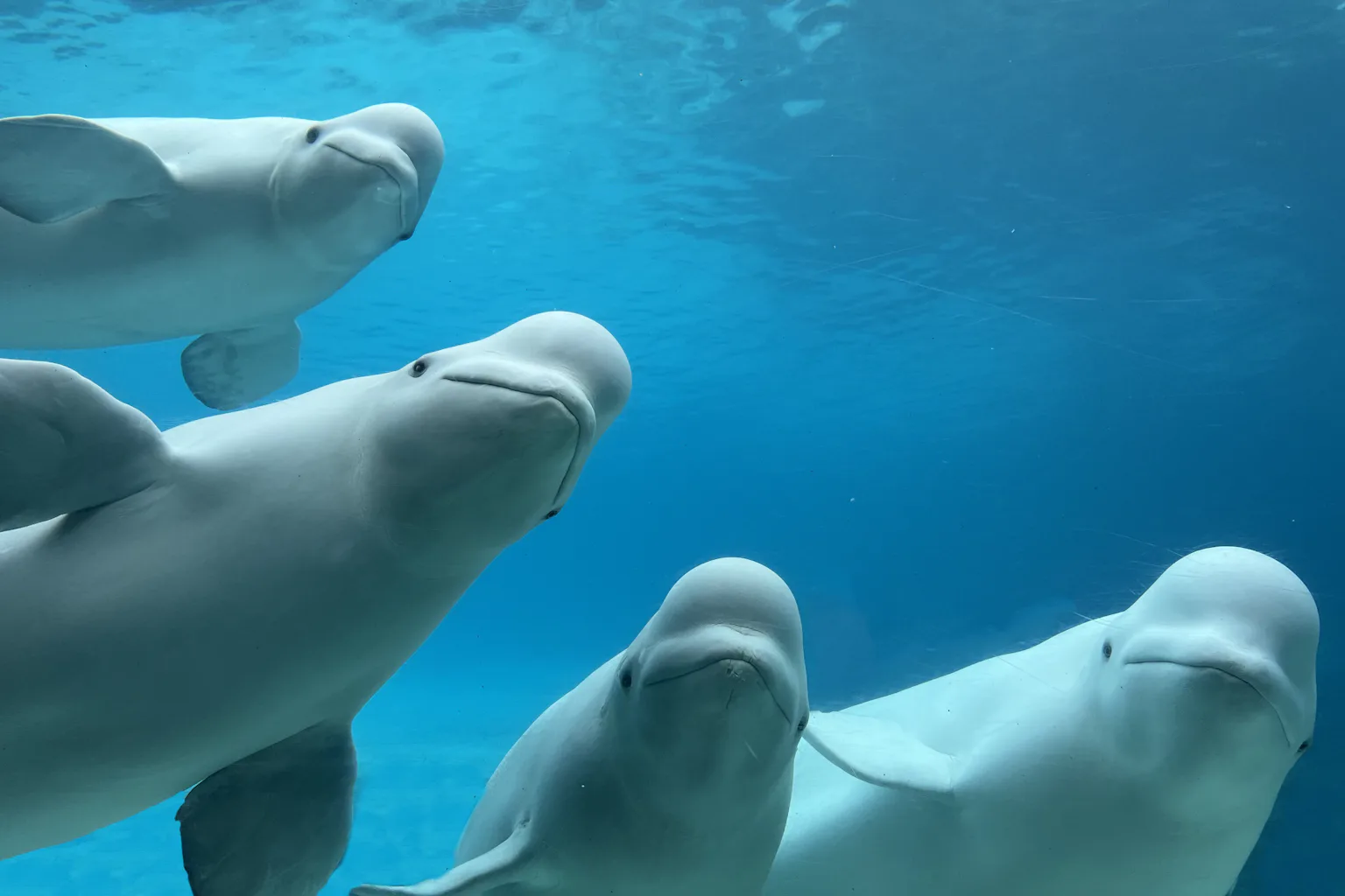 Four belugas whales underwater look directly at the photographer