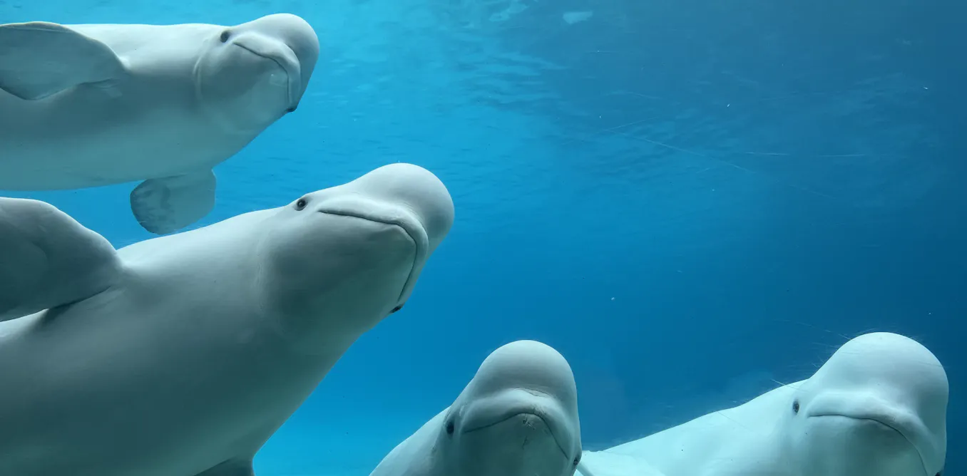 Finding homes for whales and dolphins when parks like Marineland Canada close isn’t easy – a biologist explains why sea sanctuaries aren’t the answer Finding homes for whales and dolphins when parks like Marineland Canada close isn’t easy – a biologist explains why sea sanctuaries aren’t the answer