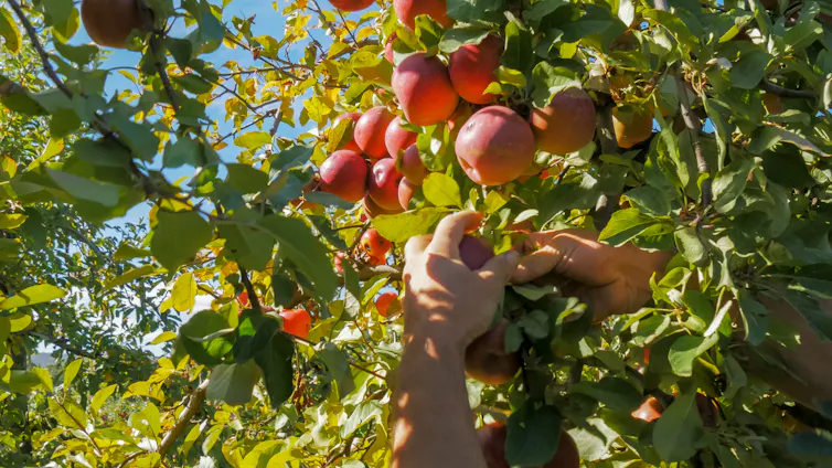 an orchard worker picks ripe red apples from a tree in tasmania