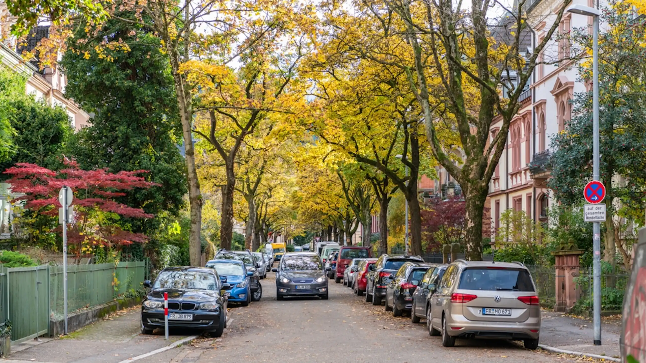 trees lining residential street in Freiberg Germany