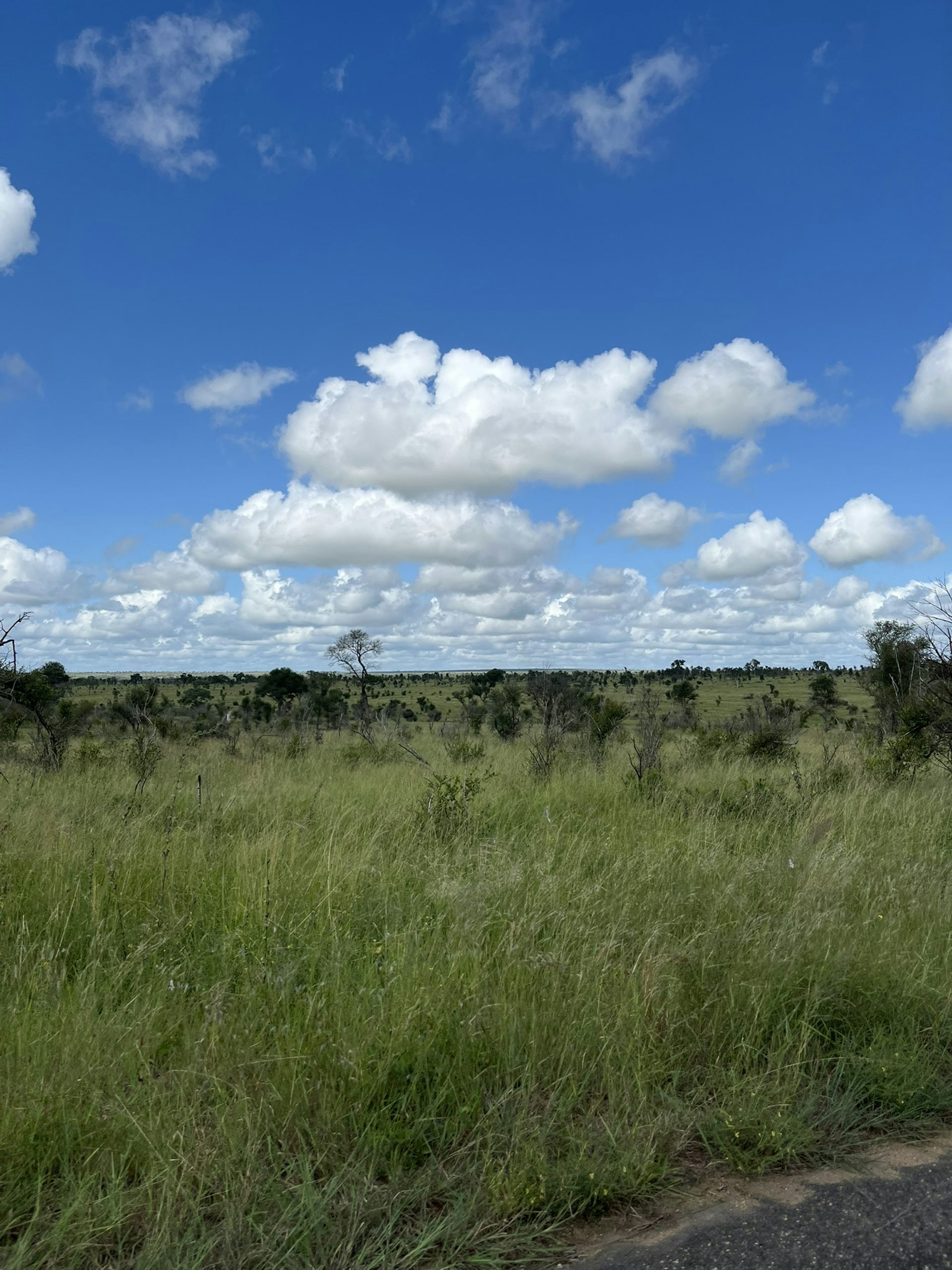 Rising CO2 Is Making African Savanna Grasses Grow More, Study Finds