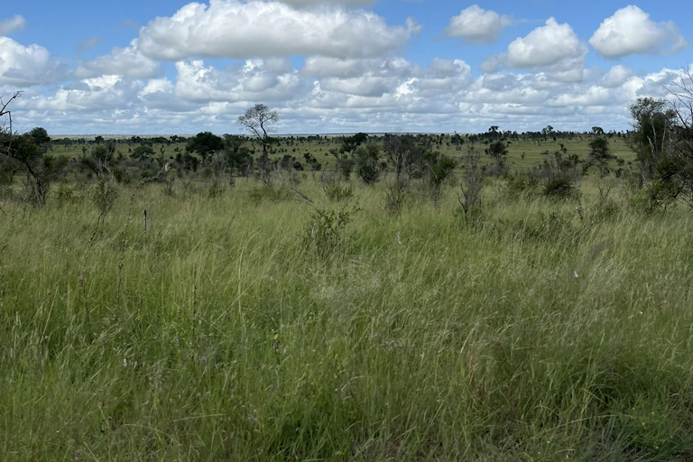 A grassy patch of land with blue skies and white fluffy clouds behind it.