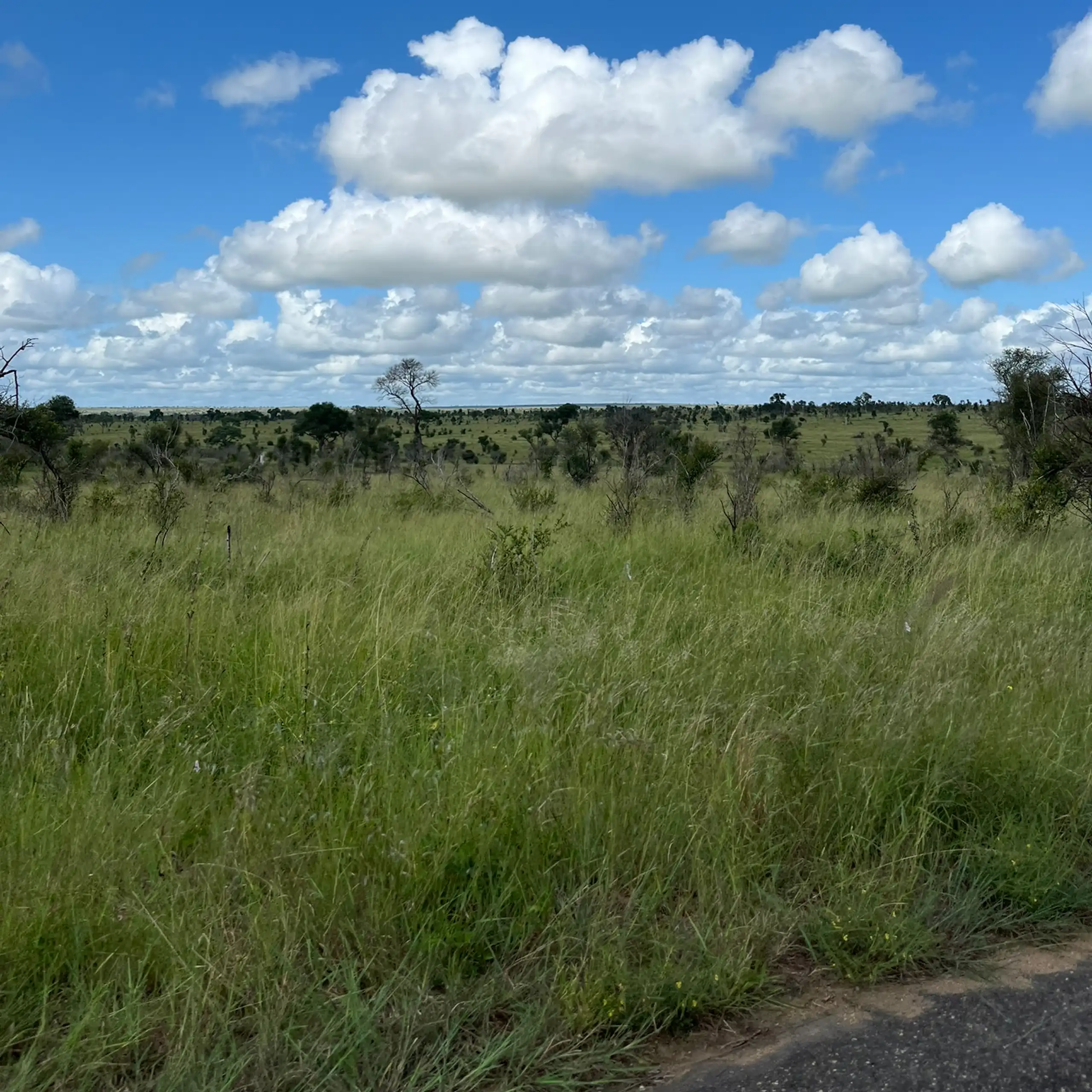 A grassy patch of land with blue skies and white fluffy clouds behind it.