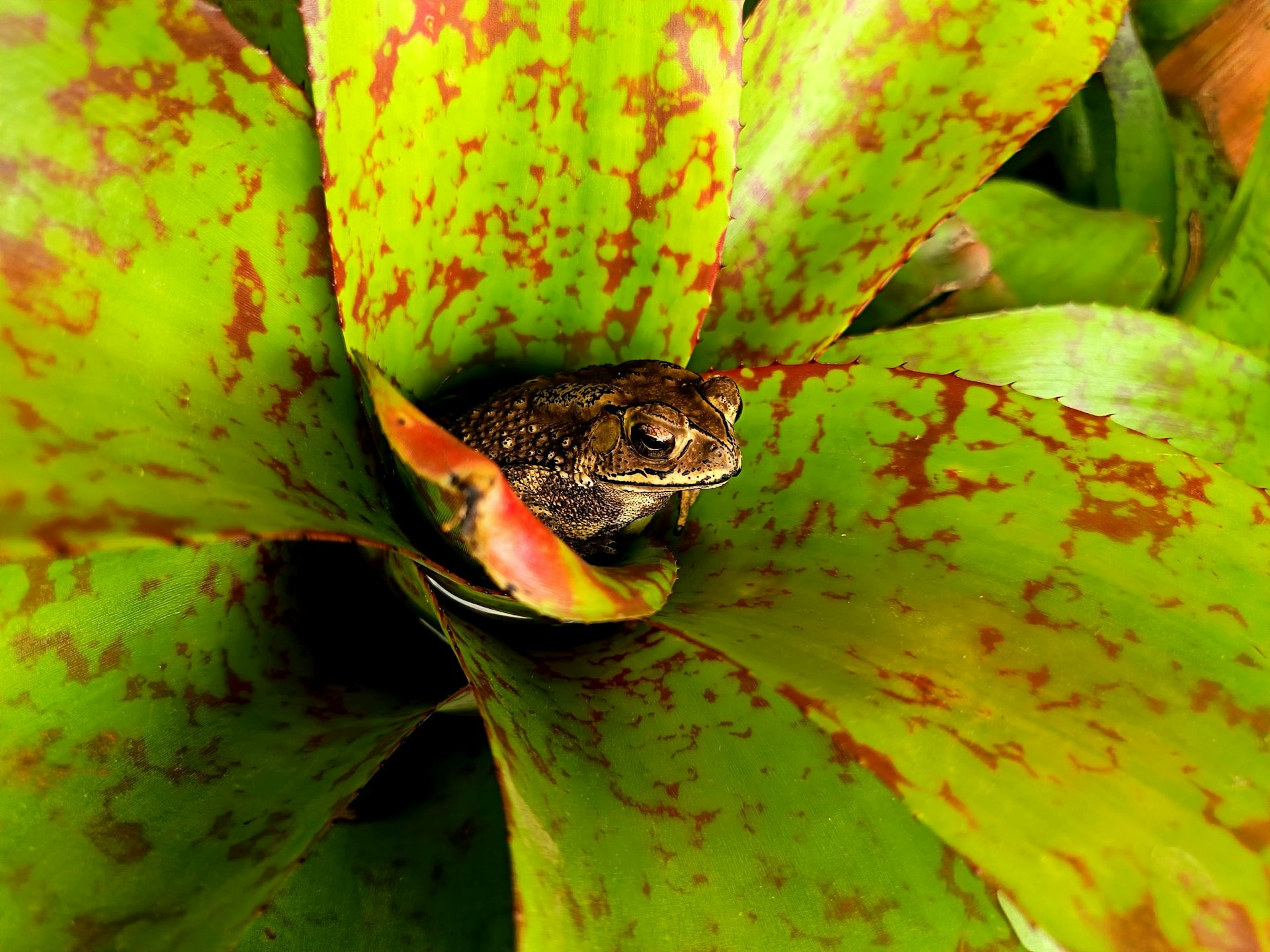 Little frog sitting in green plant