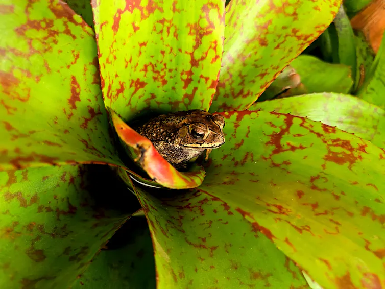 Little frog sitting in green plant