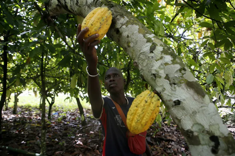 man holds cocoa fruit