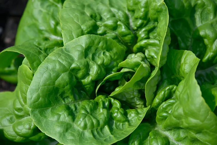 lettuce leaf