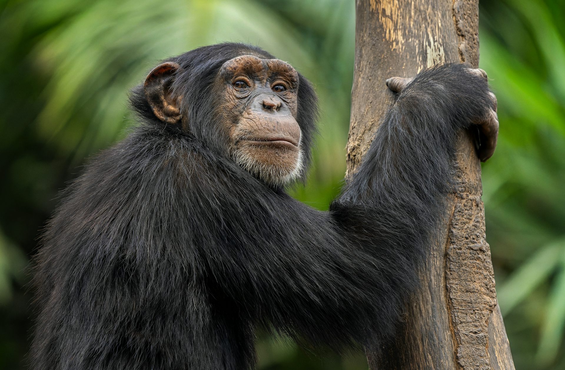 Why do some chimpanzee mothers carry their dead infants for months?
