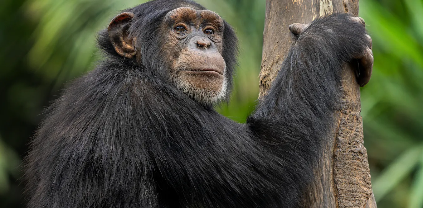 Why do some chimpanzee mothers carry their dead infants for months? Why do some chimpanzee mothers carry their dead infants for months?