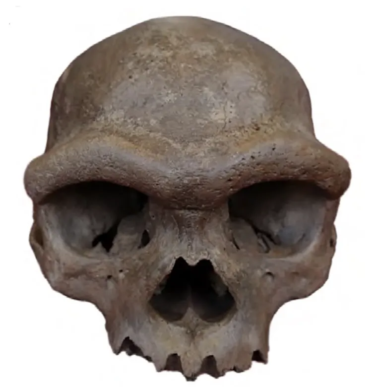 Harbin skull