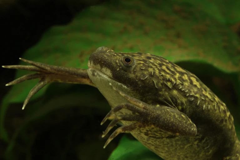 Un xénope, amphibien utilisé comme modèle par la recherche.