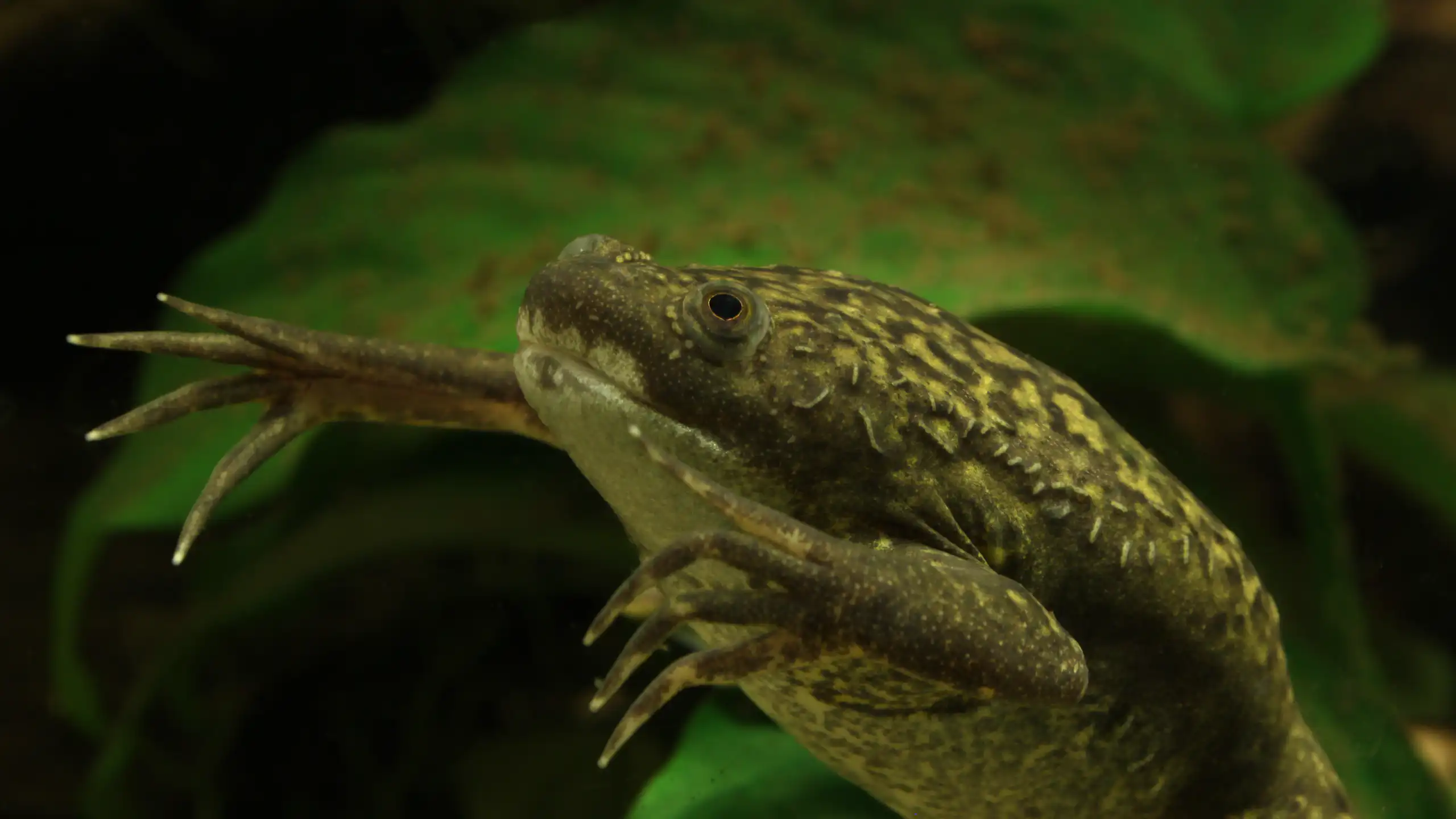 Un xénope, amphibien utilisé comme modèle par la recherche.