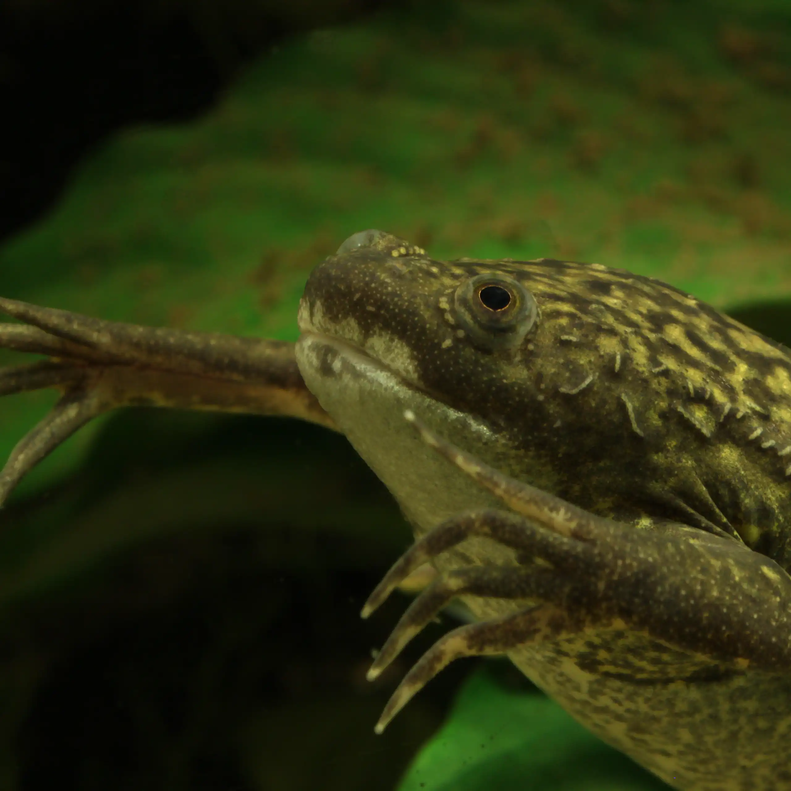 Un xénope, amphibien utilisé comme modèle par la recherche.