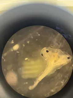 Têtard déformé vu au microscope