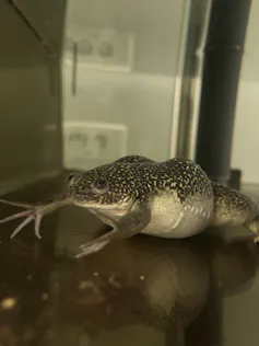 Photo d’un xénope en laboratoire, un amphibien tâcheté au ventre blanc