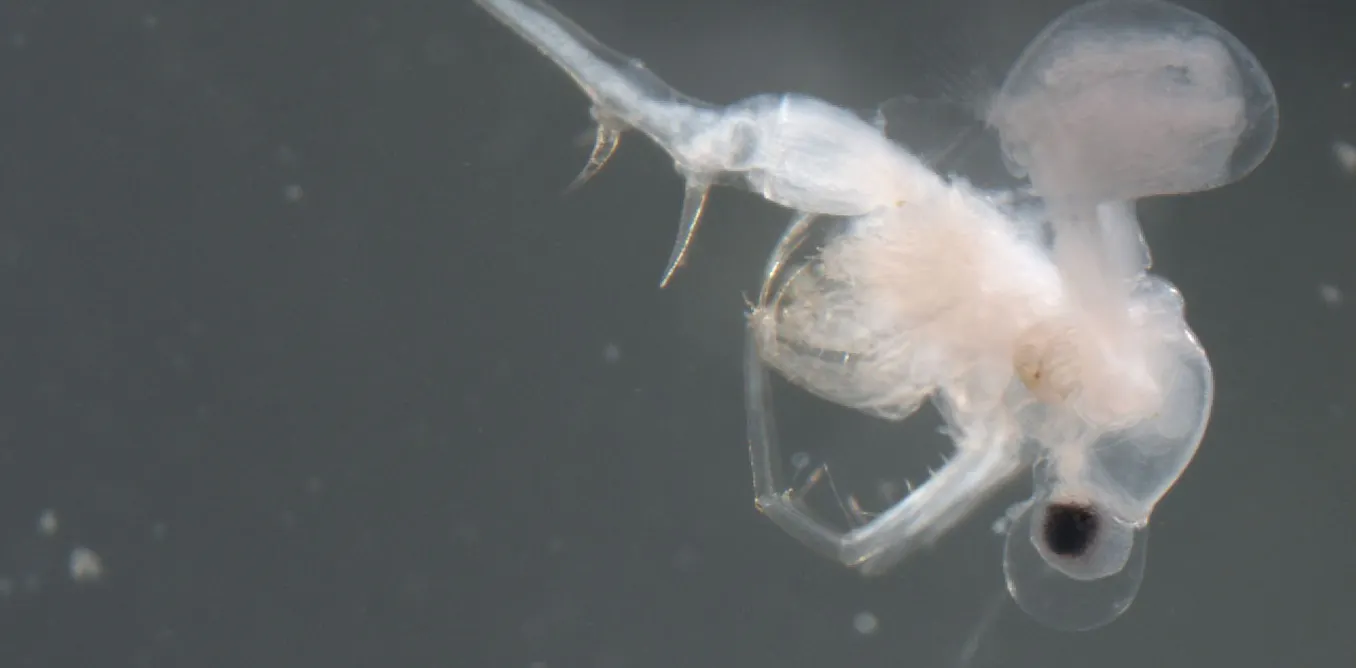 EduWireDaily — One of Canada’s worst invasive species may have arrived naturally