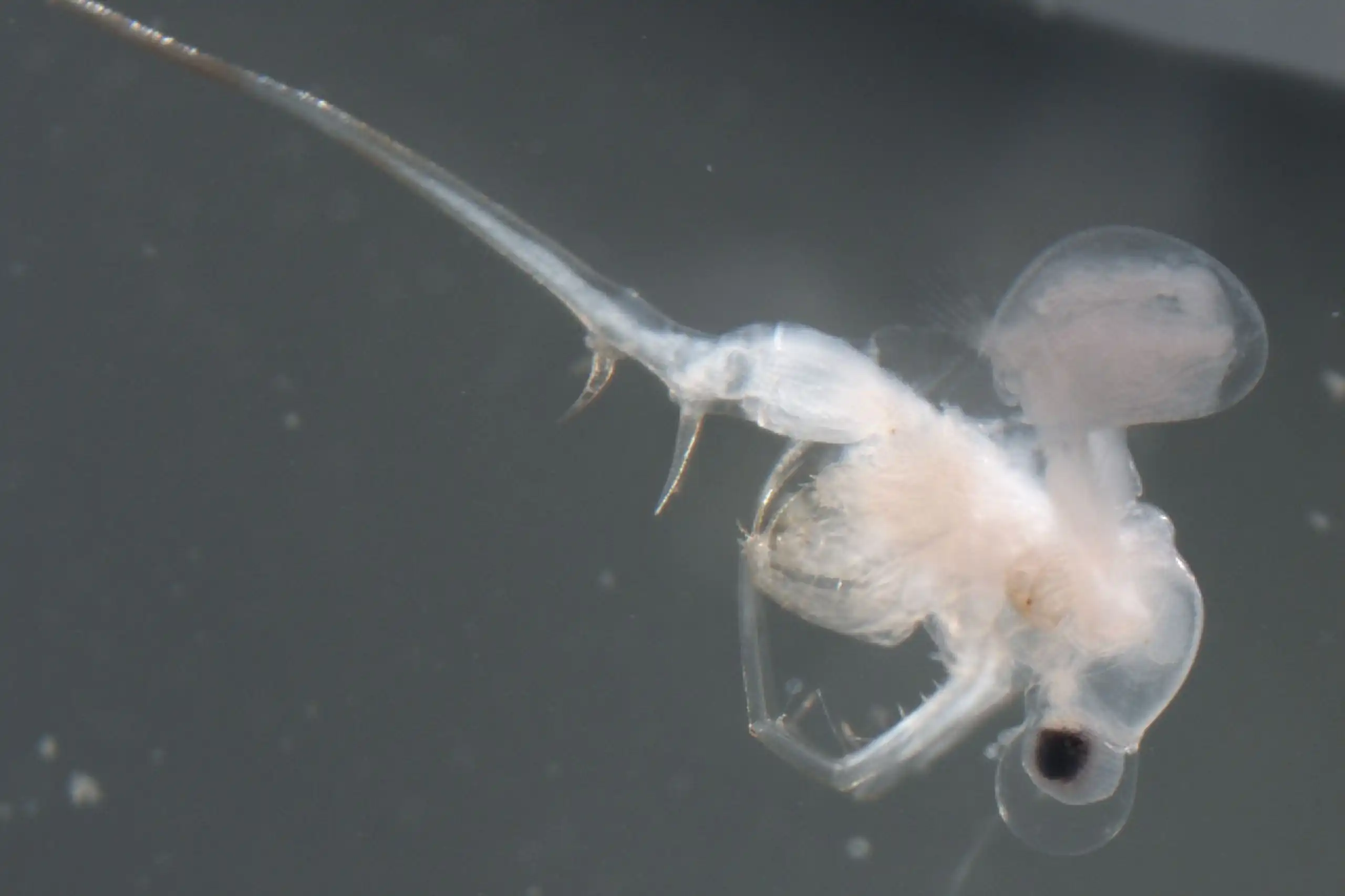 An white adult spiny water flea with a long tail