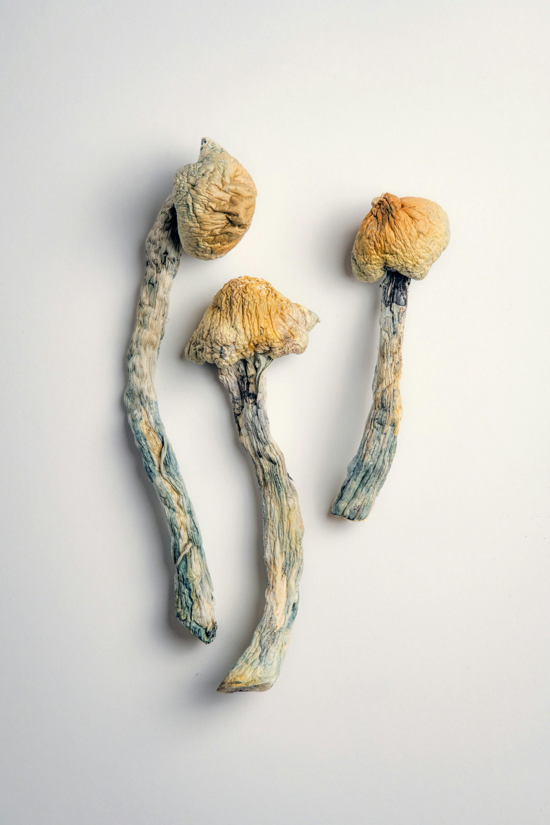Three dried mushrooms with yellowish heads and grey stems. 