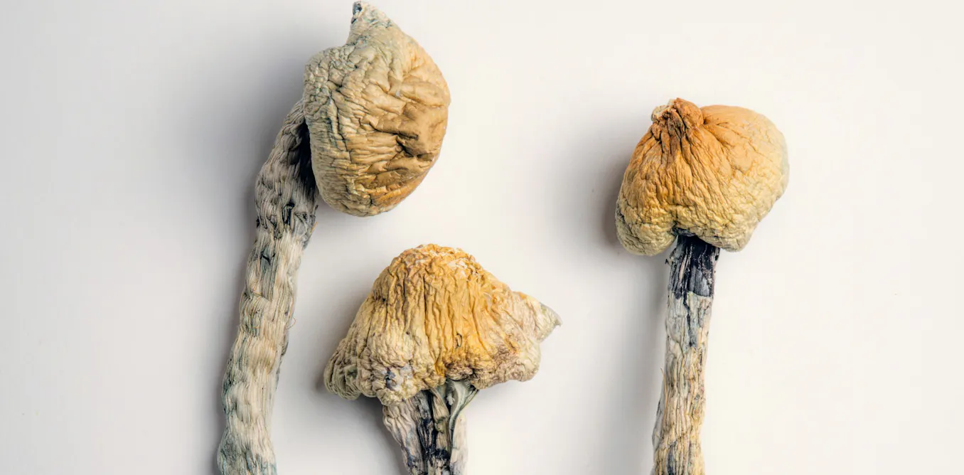 EduWireDaily — Psilocybin may help the brain recover from concussion, new study shows