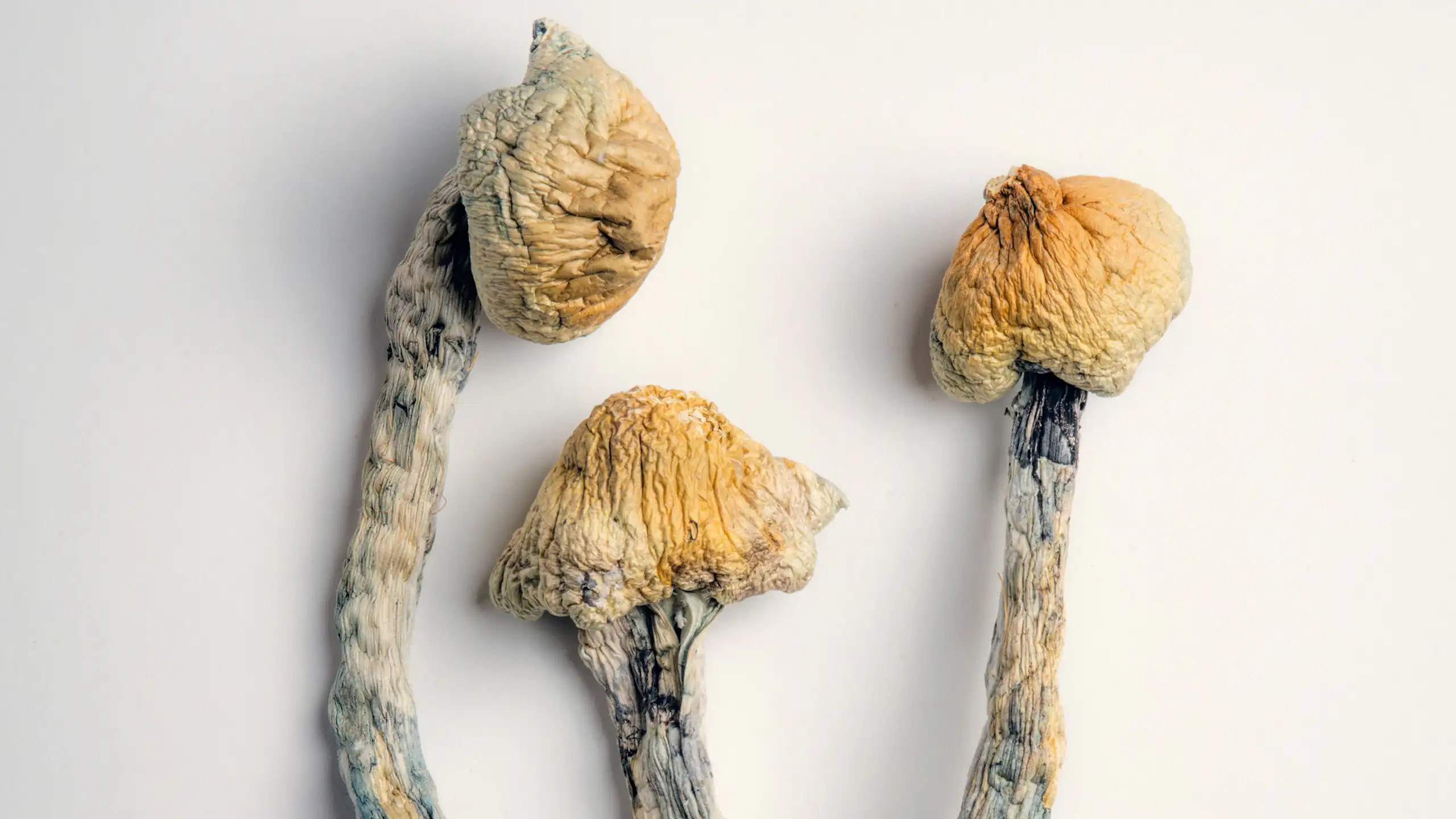 Three dried mushrooms with yellowish heads and grey stems.