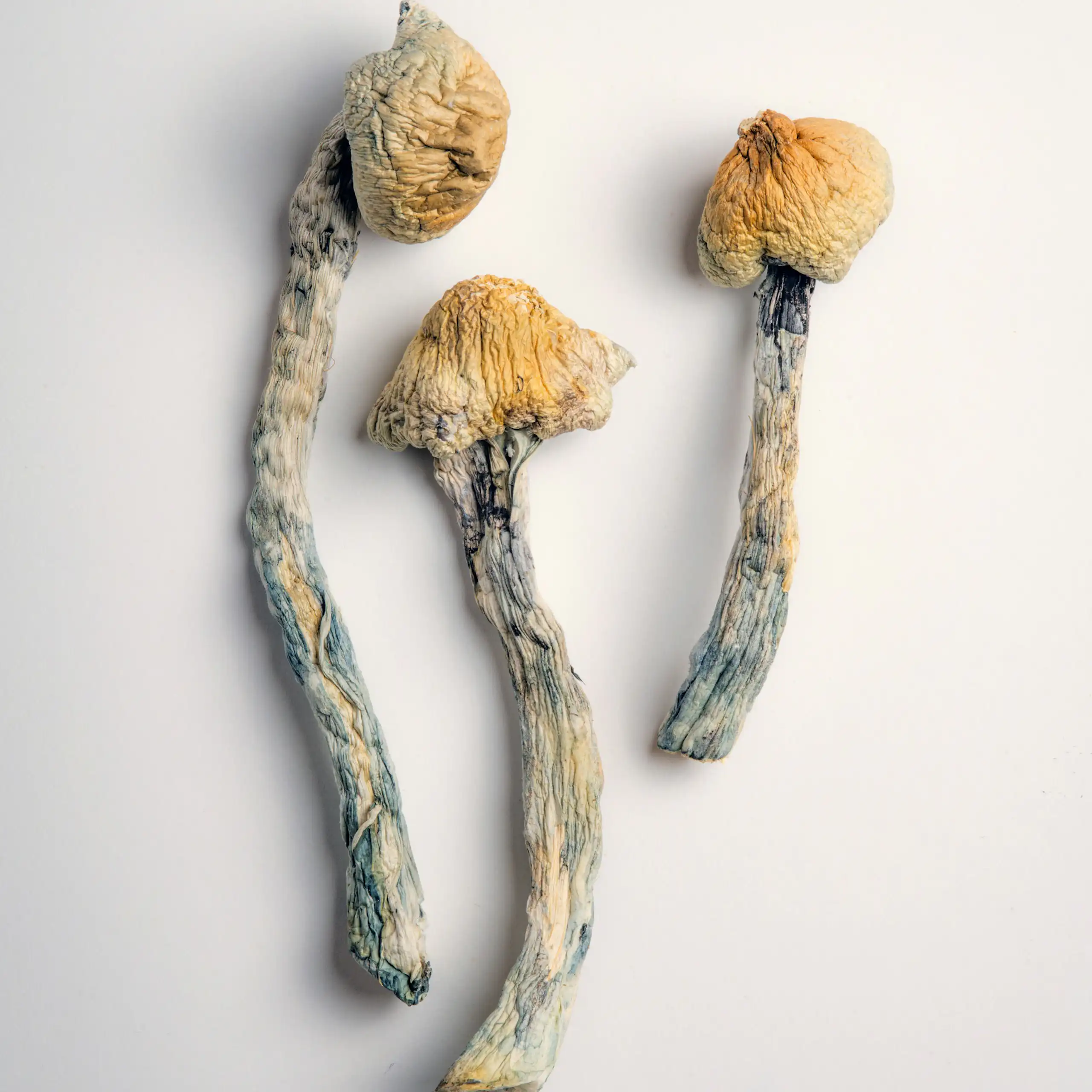 Three dried mushrooms with yellowish heads and grey stems.