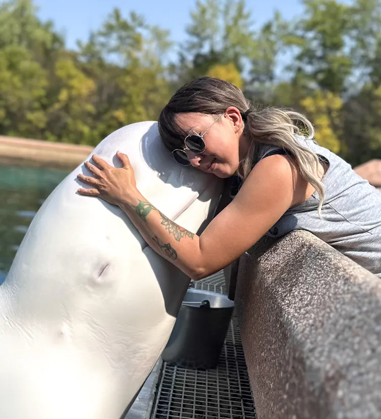 A white whale partially reaching out of its pool and getting a hug from a woman on the edge of the pool.