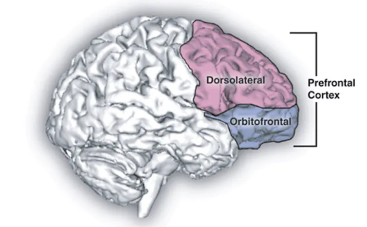 A drawing of the brain, with the two parts of the prefrontal cortex — dorsolateral and orbitofrontal — shaded in pink and blue on the right side of the image.