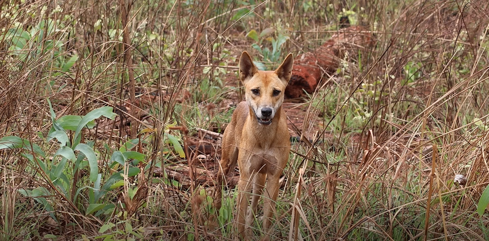 A tan-coloured dingo stands in a patch of scrub-like vegetation.