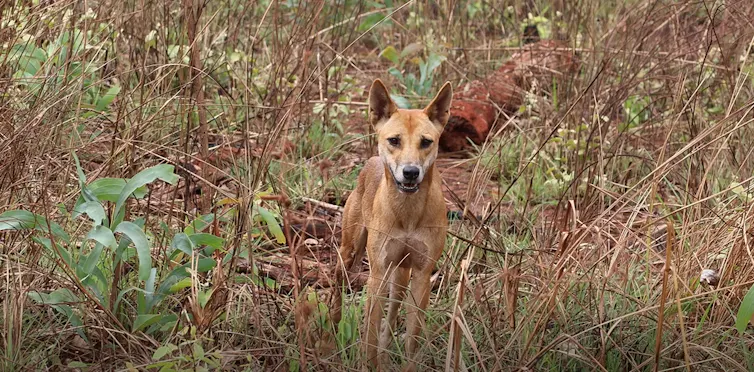 A tan-coloured dingo stands in a patch of scrub-like vegetation.