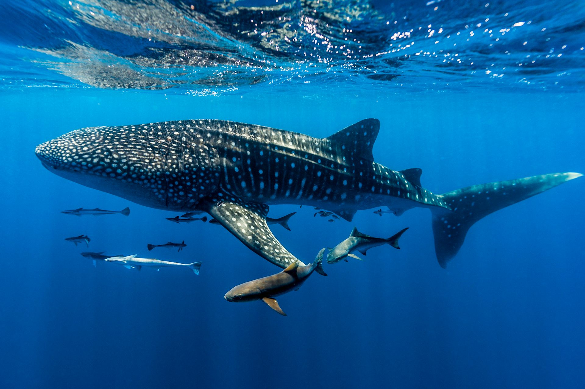 Sharks often swim across national borders. Our conservation efforts must travel with them