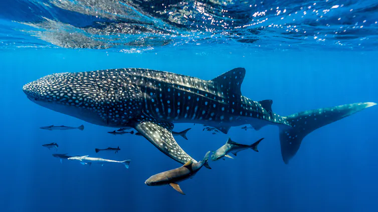 A school of fish follow a large whale shark that's swimming in the ocean.