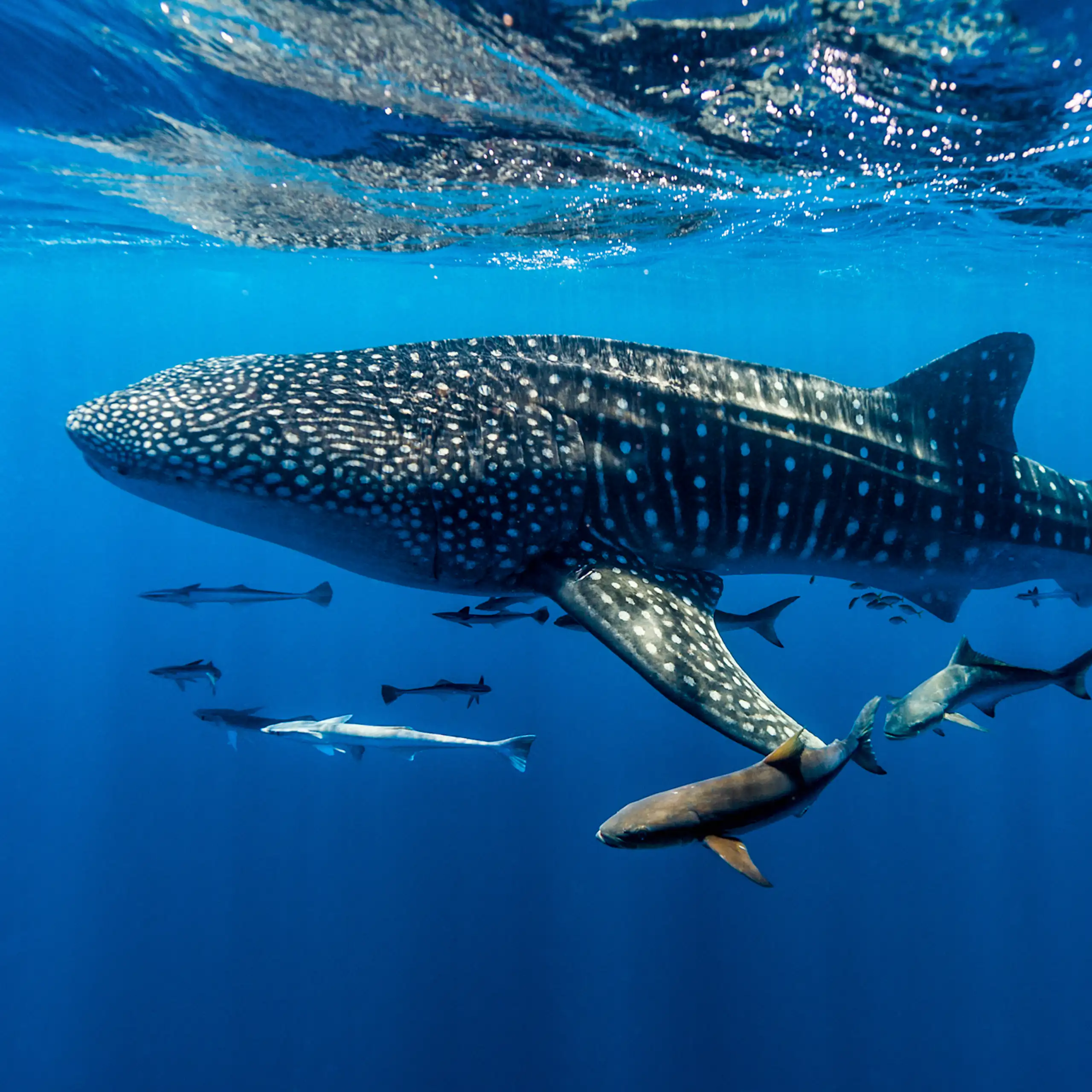 A school of fish follow a large whale shark that's swimming in the ocean.